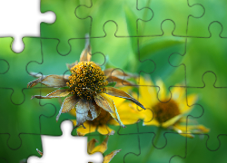 Przekwitnięte, Kwiaty, Ogrodowe