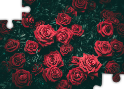 Przymglone, Czerwone, Róże, Liście