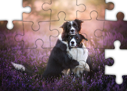 Border collie, Wrzos, Polana