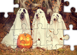 Trzy, Psy, Dynia, Halloween, Liście, Jesień