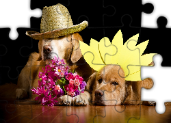 Psy, Golden Retriever, Kwiaty