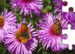Fioletowe, Astry, Pszczoła, Motyl