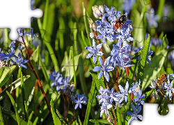Kwiaty, Niebieskie, Cebulice, Owad, Pszczoła