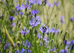Kwiaty, Chaber, Pszczoła