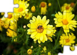 Żółte, Kwiaty, Pszczoła, Zbliżenie