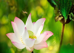 Kwiat lotosu, Pszczoła