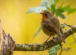 Ptak, Gałąź, Żółte, Tło