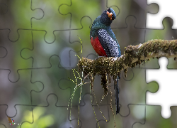 Ptak, Trogon krasnodzioby, Omszała, Gałązka