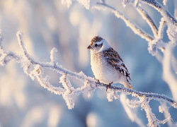 Ptak, Gałązka, Ośnieżona, AI
