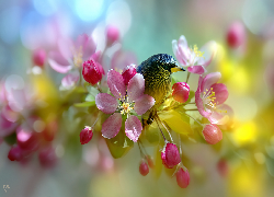Ptak, Różowe, Kwiaty, Drzewo owocowe, Jabłoń, Grafika AI