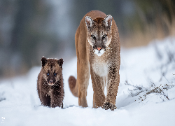 Puma, Niedźwiadek, Zima, Śnieg, Grafika AI