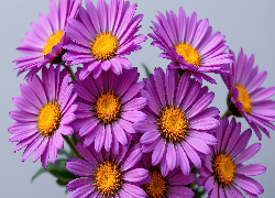 Purpurowy, Aster
