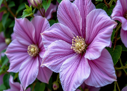 Powojnik, Purpurowy, Kwiat, Grafika AI