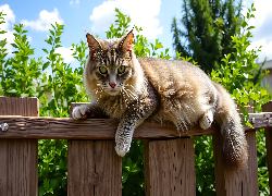 Kot, Puszysty, Płot, Zieleń, Niebo, Grafika AI