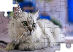 Kot, Mordka, Spojrzenie