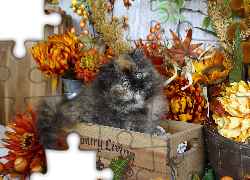 Kotek, Skrzynka, Kwiaty, Liście