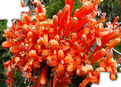 Pomarańczowe, Kwiaty, Pnącze, Pyrostegia powabna