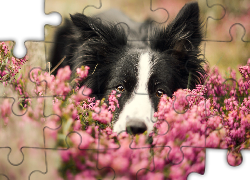 Border collie, Pyszczek, Wrzos