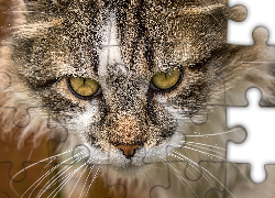 Kot, Pyszczek, Zbliżenie