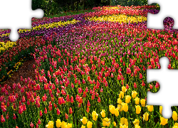 Kwiaty, Kolorowe, Tulipany, Drzewa, Park