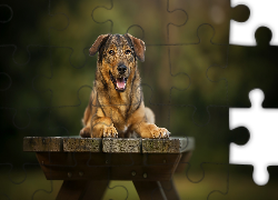 Radosny, Pies, Kundelek, Ławka