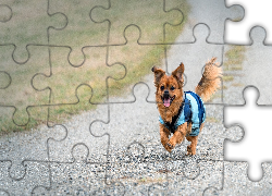 Mały, Piesek, Ubranko, Droga