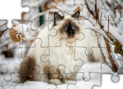 Kot, Ragdoll, Śnieg, Gałęzie, Zima