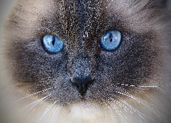 Kot, Ragdoll, Oczy, Niebieskie