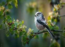 Ptak, Raniuszek, Gałązki, Młode, Listki, Kwiaty, Grafika AI