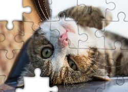 Odpoczywający, Kotek