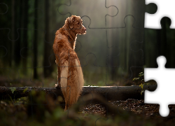 Pies, Retriever z Nowej Szkocji, Las, Drzewo