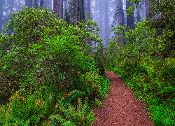 Stany Zjednoczone, Kalifornia, Park Narodowy Redwood, Paprocie, Różanecznik, Ścieżka, Mgła