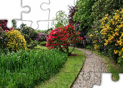 Park, Ogród Biddulph Grange, Alejka, Drzewa, Różaneczniki, Kwiaty, Biddulph, Anglia