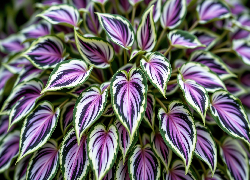 Zielono-fioletowe, Liście, Roślina