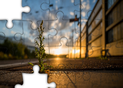 Roślina, Chodnik, Zachód słońca