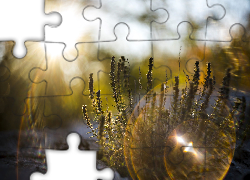 Wschód słońca, Rośliny, Światło, Odbicie