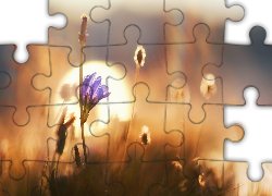 Rośliny, Kwiat, Zbliżenie, Rozmyte, Tło, Światło