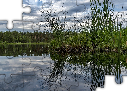 Jezioro, Las, Rośliny