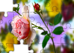 Kwiaty, Różowa, Róża, Pąki, Grafika