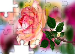 Kwiat, Róża, Liście, Grafika