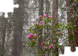 Las, Drzewa, Sekwoje, Kwitnący, Krzew, Kwiaty, Różanecznik, Park Narodowy Redwood, Kalifornia, Stany Zjednoczone