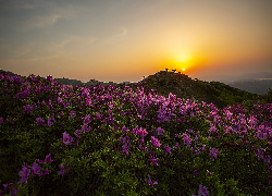 Wschód słońca, Góry, Hwangmae, Purpurowe, Kwiaty, Różanecznik, Korea Południowa