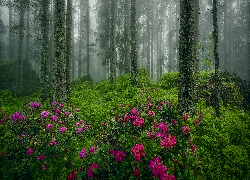 Las, Drzewa, Mgła, Krzewy, Kwiaty, Rododendrony, Różanecznik