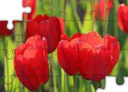 Rozwinięte, Czerwone, Tulipany