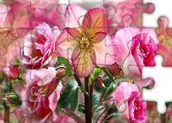 Kwiaty, Róże, Ciemiernik, Grafika