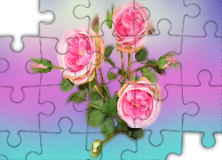 Kwiaty, Róże, Grafika, Kolorowe tło