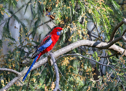 Rozella królewska, Papuga, Gałązka