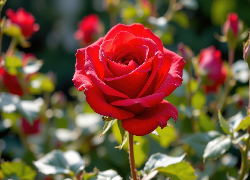 Róża, Czerwona, Liście, AI