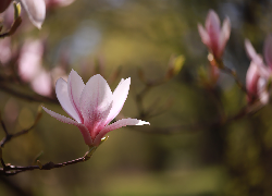 Magnolia, Różowa, Kwiat