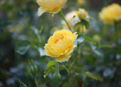 Żółta, Rozkwitająca, Róża, Kwiat